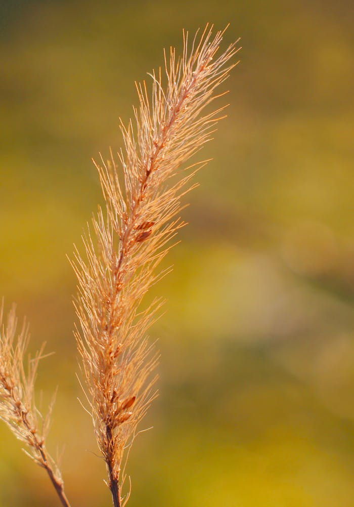 Detailed close-up of dried grass with a warm, blurred background, capturing nature's textures.